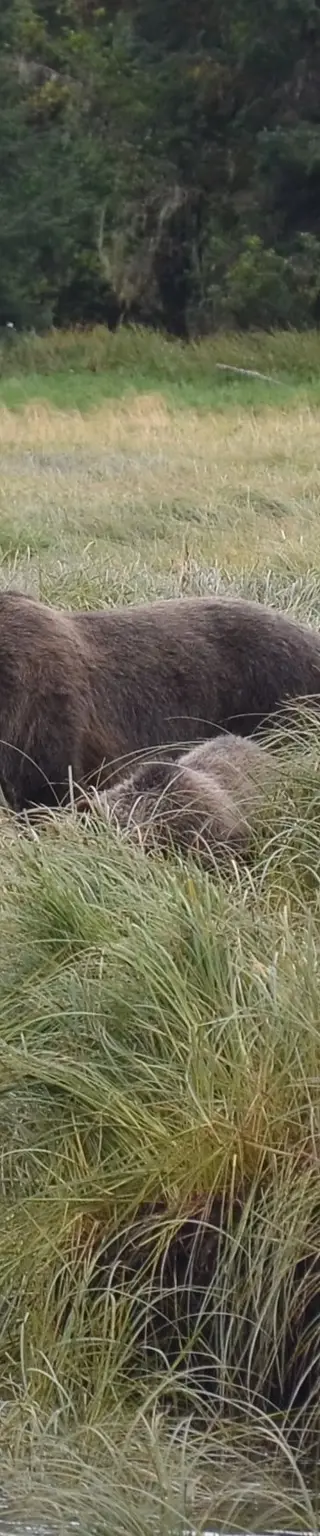 Besuche die grösste Grizzlybären-Population von ganz British Columbia